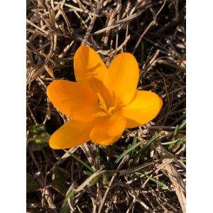 Crocus flavus Weston (Crocus jaune)