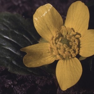 Ranunculus bullatus L. subsp. bullatus (Renoncule boursouflée)