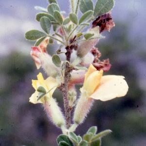 Photographie n°2275535 du taxon Chamaecytisus hirsutus Cristof. [1974]