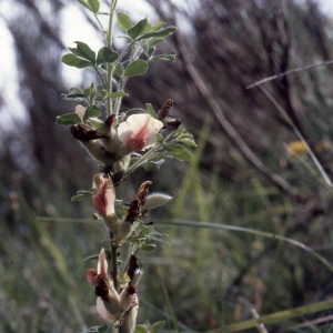 Photographie n°2275536 du taxon Chamaecytisus hirsutus Cristof. [1974]