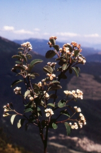 Liliane Roubaudi, le 19 mai 2000 (Buis-les-Baronnies)