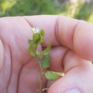 Photographie n°2275612 du taxon Stellaria media (L.) Vill. [1789]