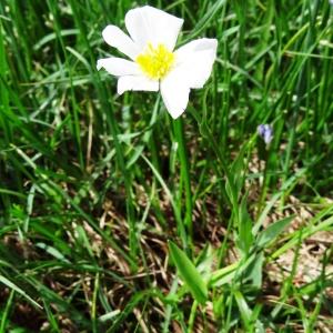 Photographie n°2275624 du taxon Ranunculus amplexicaulis L. [1753]