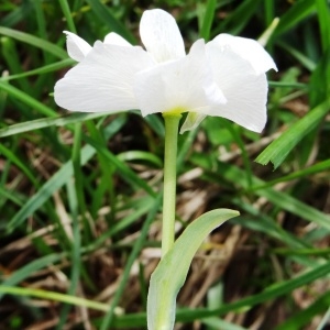 Photographie n°2275628 du taxon Ranunculus amplexicaulis L. [1753]