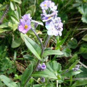 Photographie n°2275634 du taxon Myosotis alpestris F.W.Schmidt [1794]