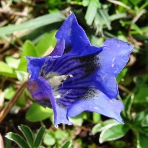 Photographie n°2275640 du taxon Gentiana acaulis L. [1753]