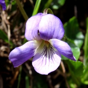 Photographie n°2275652 du taxon Viola pyrenaica Ramond ex DC. [1805]