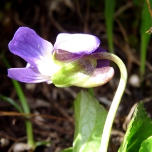 Photographie n°2275654 du taxon Viola pyrenaica Ramond ex DC. [1805]
