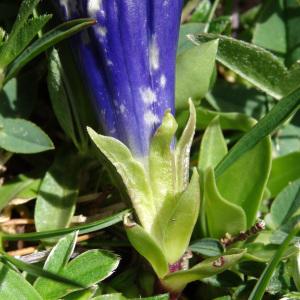 Photographie n°2275683 du taxon Gentiana acaulis L. [1753]