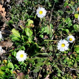 Photographie n°2275701 du taxon Bellis perennis L. [1753]