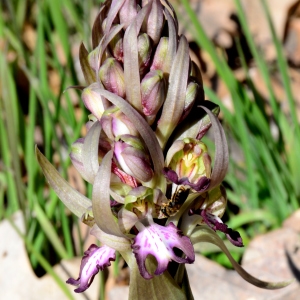 Photographie n°2275709 du taxon Himantoglossum robertianum (Loisel.) P.Delforge [1999]
