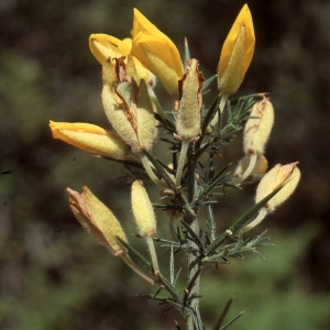 Photographie n°2275731 du taxon Ulex europaeus L. [1753]