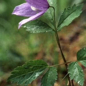 Photographie n°2275735 du taxon Atragene alpina L. [1753]