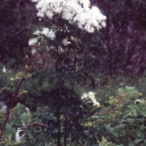 Photographie n°2275741 du taxon Thalictrum minus L. [1753]