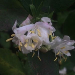 Lonicera fragrantissima Lindl. & Paxton