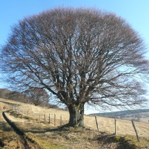 Photographie n°2275770 du taxon Fagus sylvatica L. [1753]