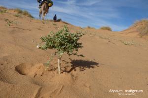 Marie-Thérèse Piolat, le  1 février 2019 (Mauritanie (Zarga))