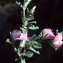  Liliane Roubaudi - Ononis spinosa subsp. maritima (Dumort. ex Piré) P.Fourn. [1937]