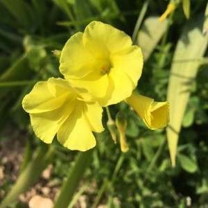 Photographie n°2275842 du taxon Oxalis pes-caprae L. [1753]