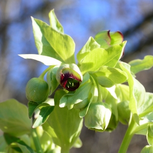 Photographie n°2275852 du taxon Helleborus foetidus L. [1753]