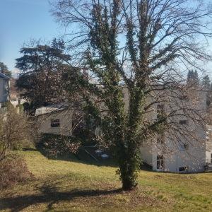 Photographie n°2275863 du taxon Tilia cordata Mill. [1768]