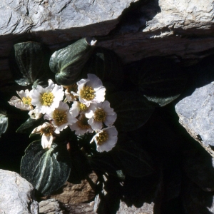 Photographie n°2275908 du taxon Ranunculus parnassifolius L. [1753]