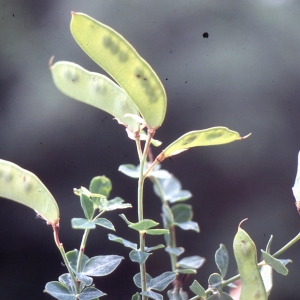 Photographie n°2275941 du taxon Cytisophyllum sessilifolium (L.) O.Lang [1843]