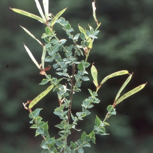Photographie n°2275943 du taxon Cytisophyllum sessilifolium (L.) O.Lang [1843]