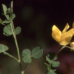 Photographie n°2275948 du taxon Cytisophyllum sessilifolium (L.) O.Lang [1843]