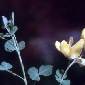 Photographie n°2275950 du taxon Cytisophyllum sessilifolium (L.) O.Lang [1843]