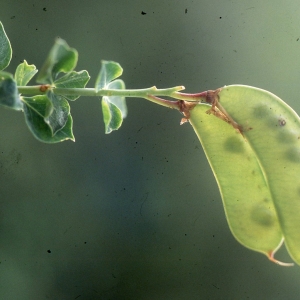 Photographie n°2275951 du taxon Cytisophyllum sessilifolium (L.) O.Lang [1843]