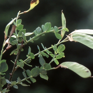 Photographie n°2275953 du taxon Cytisophyllum sessilifolium (L.) O.Lang [1843]