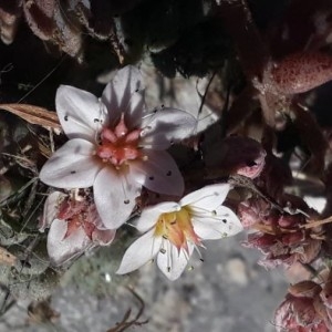 Photographie n°2276004 du taxon Sedum dasyphyllum L. [1753]