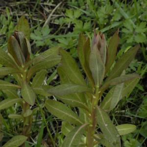 Photographie n°2276061 du taxon Euphorbia palustris L. [1753]