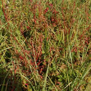 Photographie n°2276062 du taxon Euphorbia palustris L. [1753]