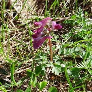 Photographie n°2276117 du taxon Corydalis solida var. solida 