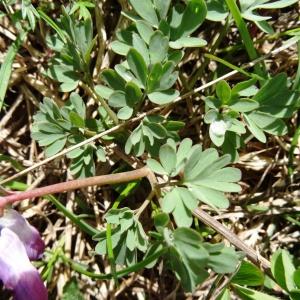 Photographie n°2276118 du taxon Corydalis solida var. solida 