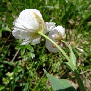 Photographie n°2276124 du taxon Ranunculus amplexicaulis L. [1753]