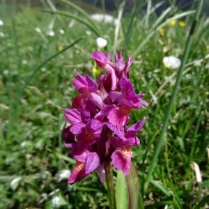 Photographie n°2276133 du taxon Dactylorhiza sambucina f. rubra (Winterl) Hyl. [1966]