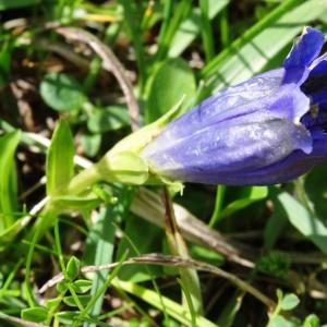 Photographie n°2276135 du taxon Gentiana acaulis L. [1753]