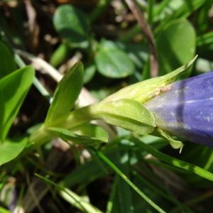 Photographie n°2276136 du taxon Gentiana acaulis L. [1753]