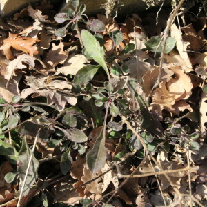 Photographie n°2276157 du taxon Silene italica (L.) Pers. [1805]