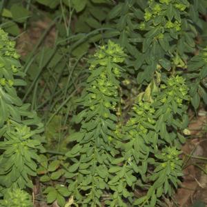 Photographie n°2276160 du taxon Euphorbia palustris L. [1753]