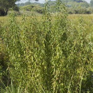 Photographie n°2276161 du taxon Euphorbia palustris L. [1753]