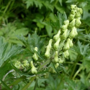 Photographie n°2276197 du taxon Aconitum lycoctonum subsp. vulparia (Rchb.) Ces. [1844]