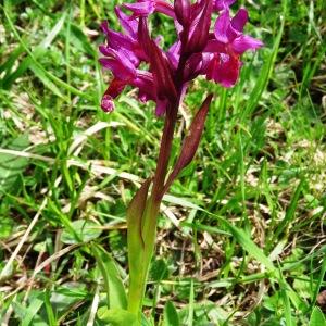 Photographie n°2276248 du taxon Dactylorhiza sambucina f. rubra (Winterl) Hyl. [1966]