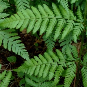 Photographie n°2276291 du taxon Dryopteris dilatata (Hoffm.) A.Gray [1848]