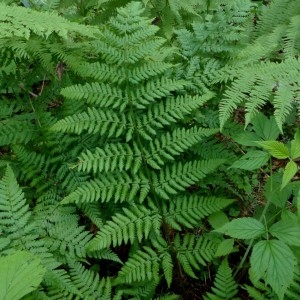 Photographie n°2276292 du taxon Dryopteris dilatata (Hoffm.) A.Gray [1848]