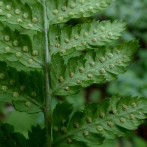 Photographie n°2276294 du taxon Dryopteris dilatata (Hoffm.) A.Gray [1848]