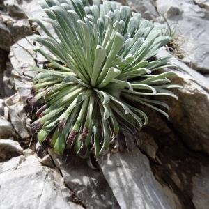 Photographie n°2276322 du taxon Saxifraga longifolia Lapeyr. [1801]